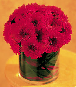 Pink gerbera daisies in a clear glass vase