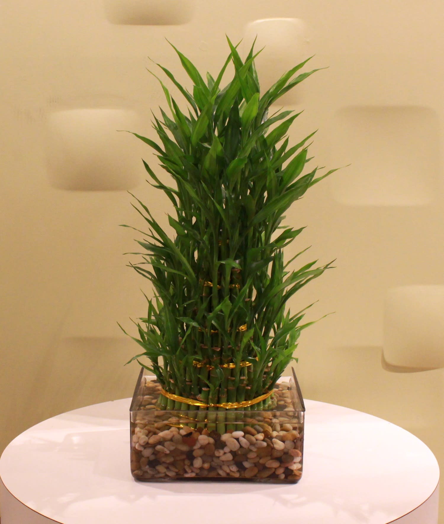 Potted lucky bamboo arrangement in a square glass container with pebbles