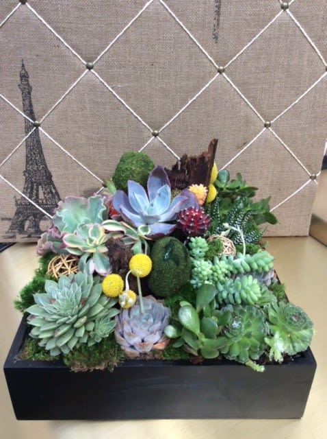 Succulent arrangement in a black rectangular planter