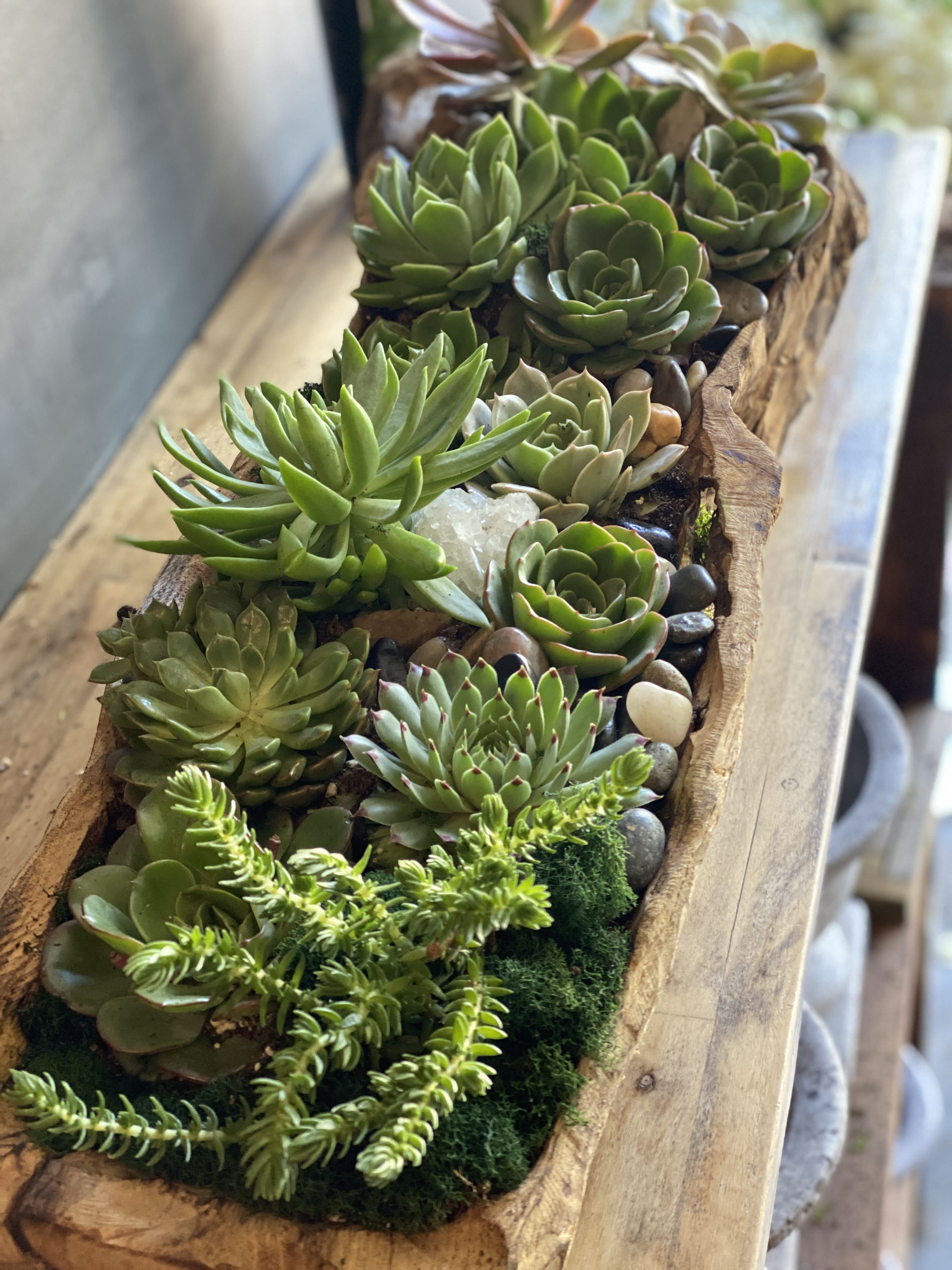 Succulent arrangement in a rustic wooden trough with pebbles