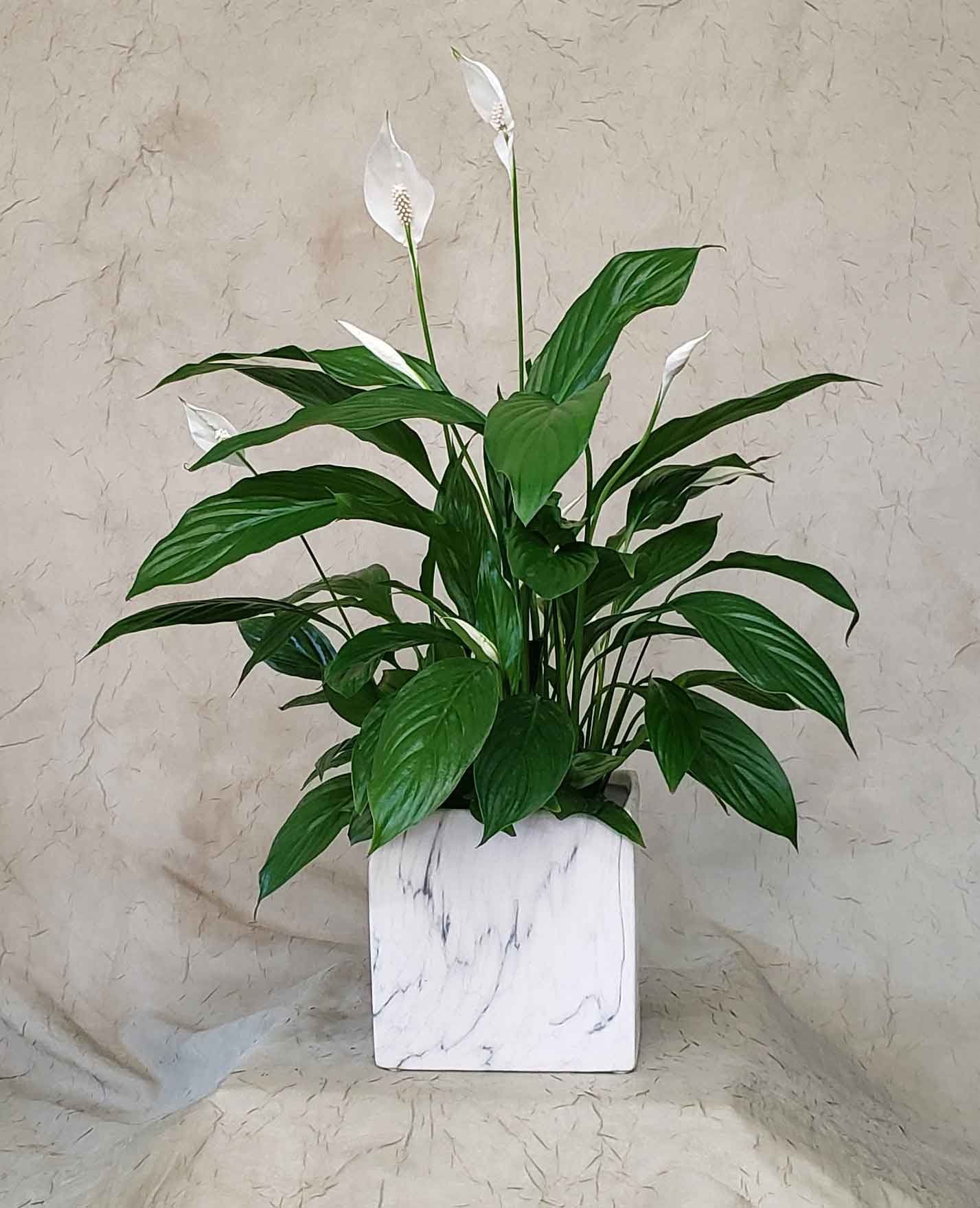White peace lilies in a white square planter