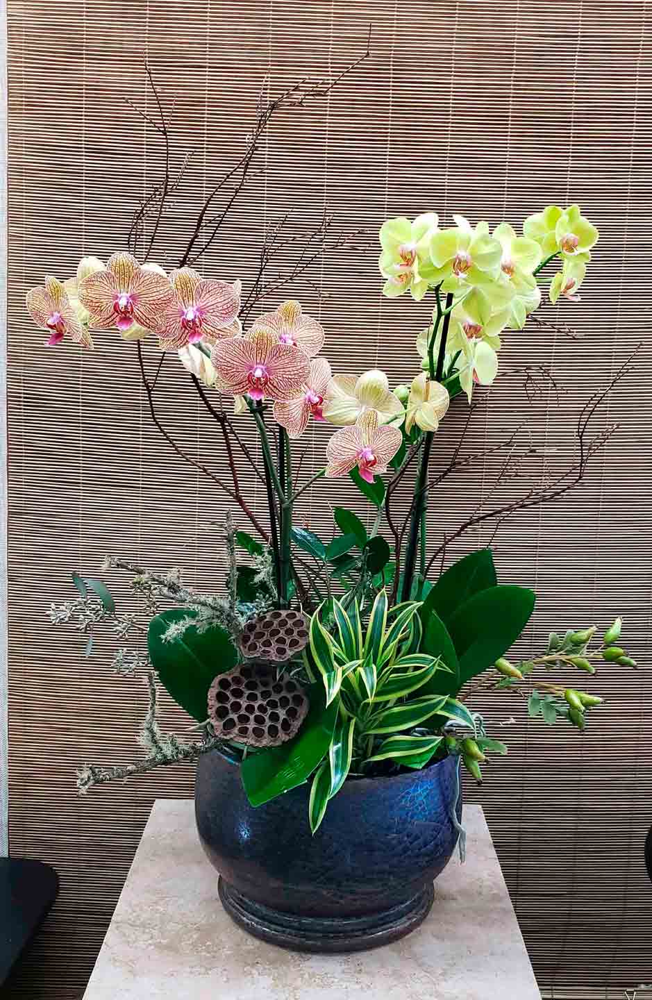 Orchid arrangement in a blue ceramic pot with decorative branches