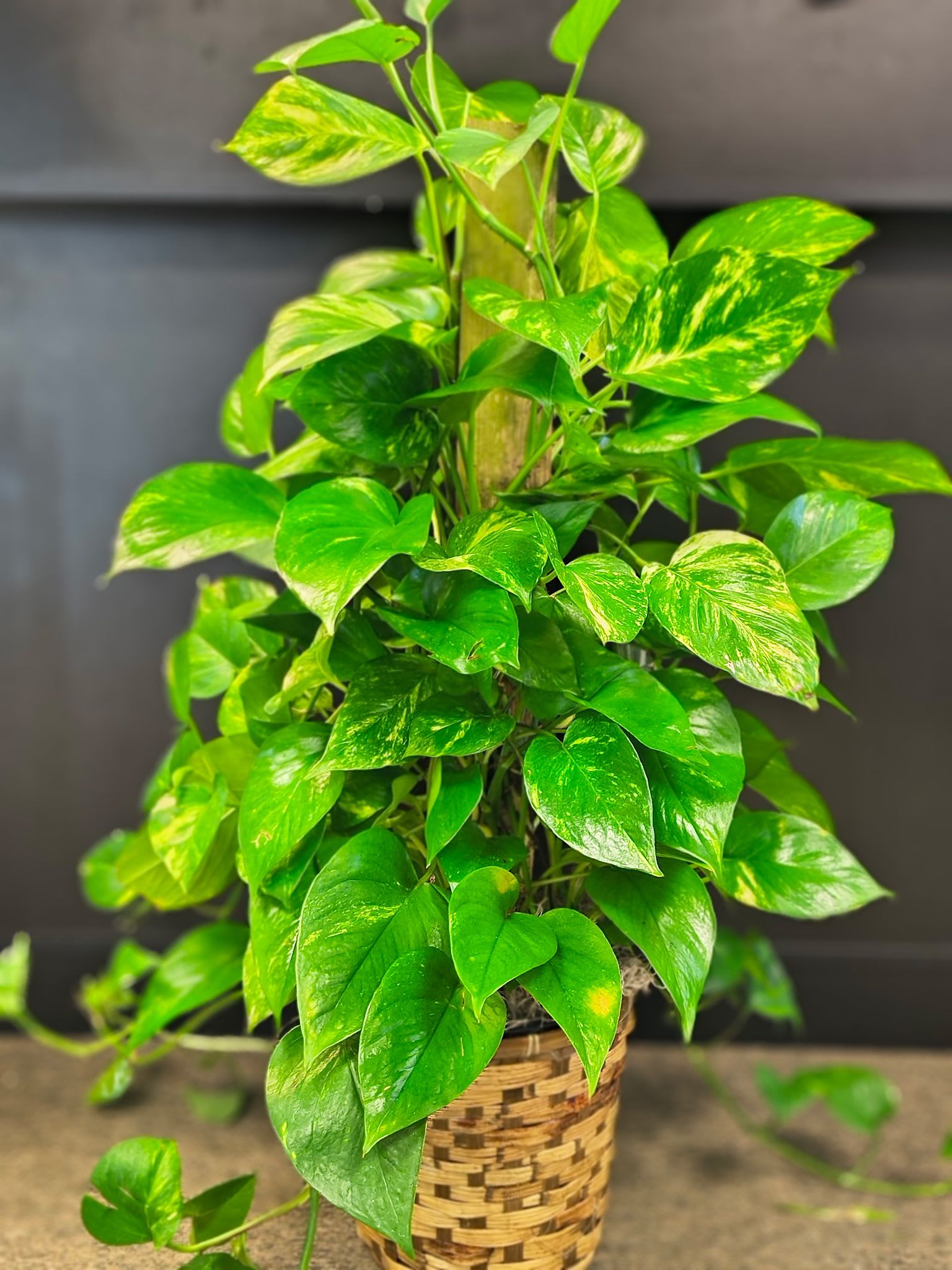 Pothos Pole Ivy (Large) - Pothos ivy is frequently grown in hanging pots. However, houseplant enthusiasts prefer for them to grow upward and produce lusher, larger plants that are healthier and more appealing. Stone Oak Florist has these hardy plants growing up a pole, and the results are spectacular!