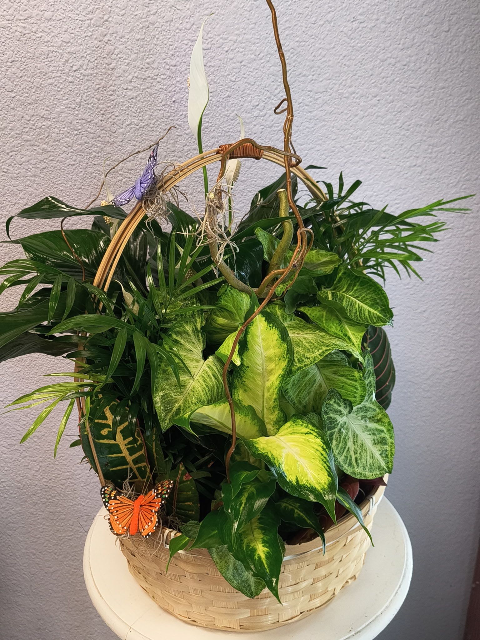 Basket of assorted green houseplants with butterfly decorations