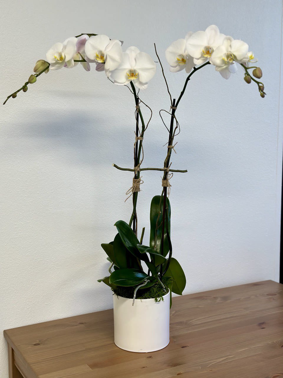 White orchid plant in a white pot on a wooden table
