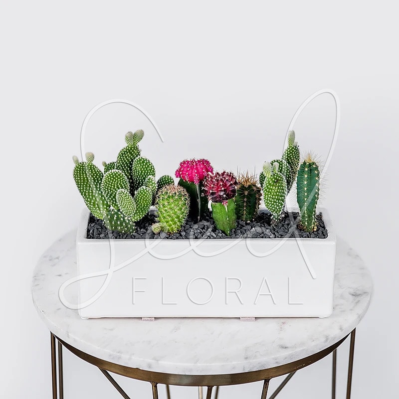 Rectangular white planter filled with assorted green and pink cacti on a marble round table.
