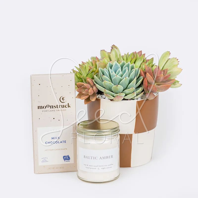 Succulent arrangement in a white and tan pot with a chocolate bar and candle