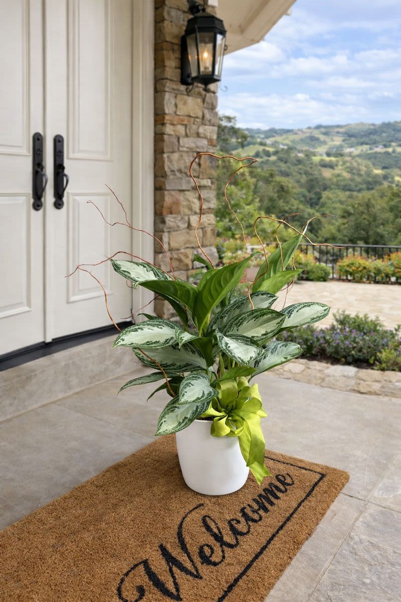 Potted green plant with variegated leaves and a ribbon in a white pot