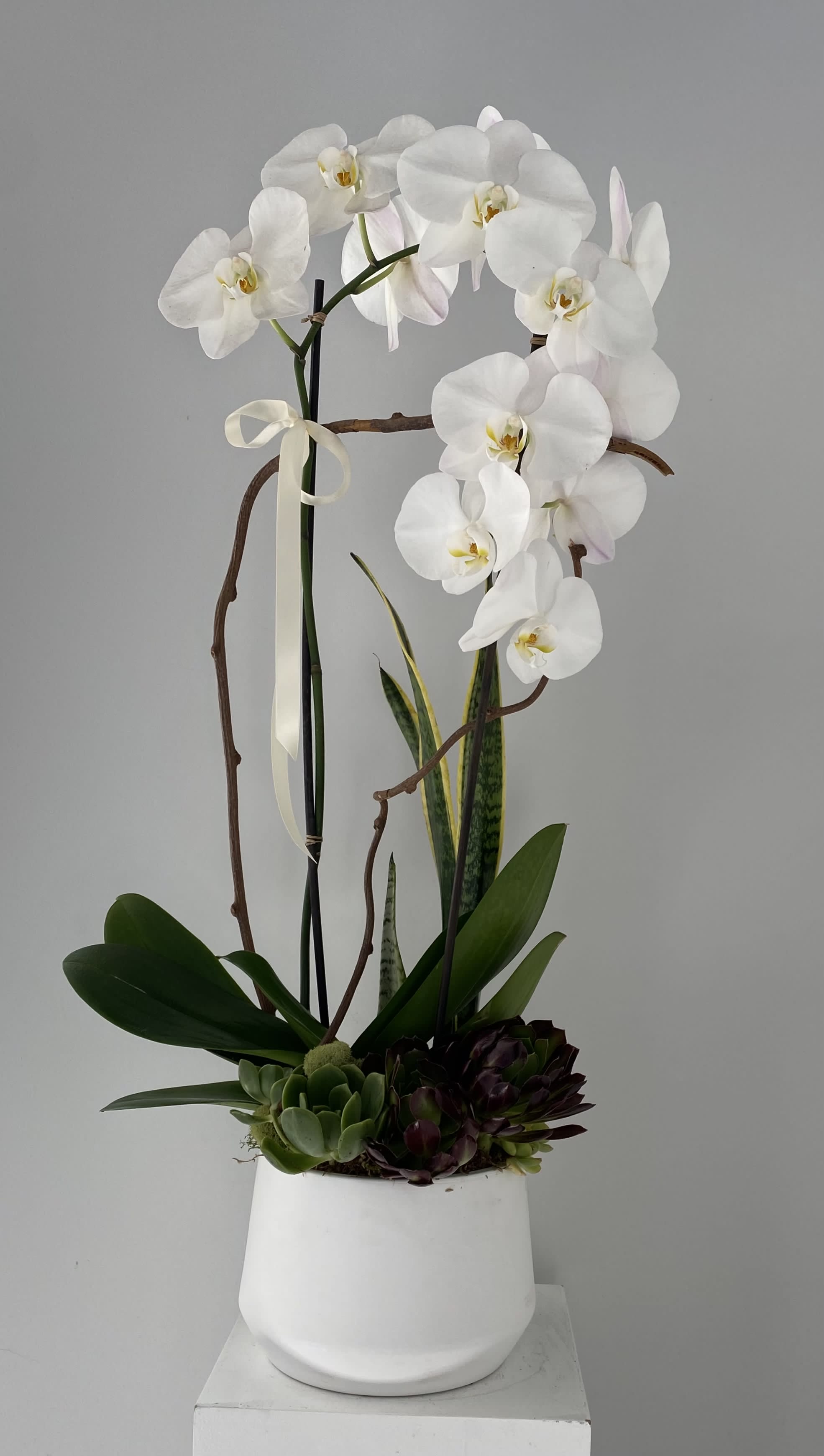 White orchids in a white pot with succulents and ribbon