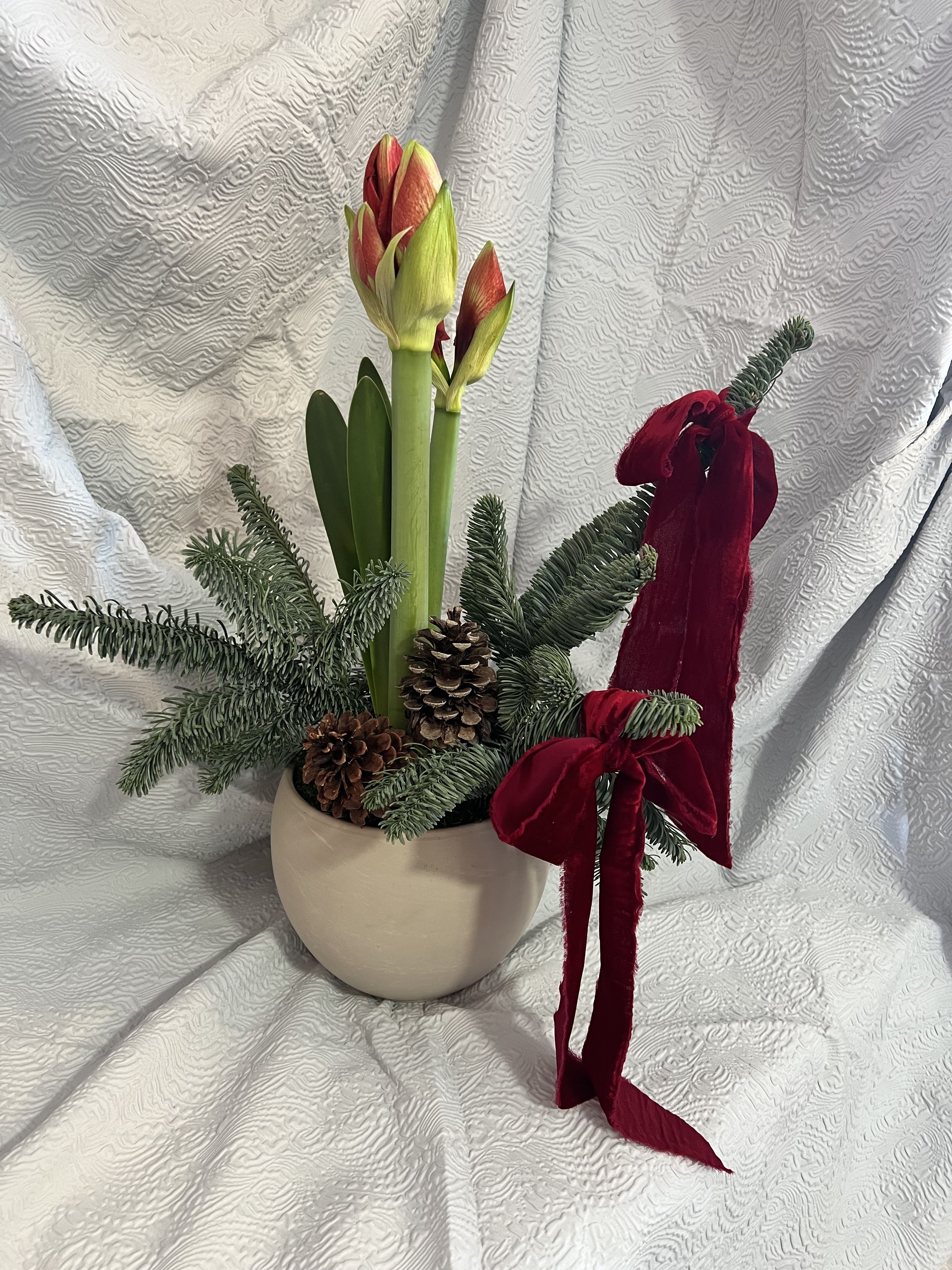 Amaryllis arrangement in a cream pot with pinecones and red velvet bows
