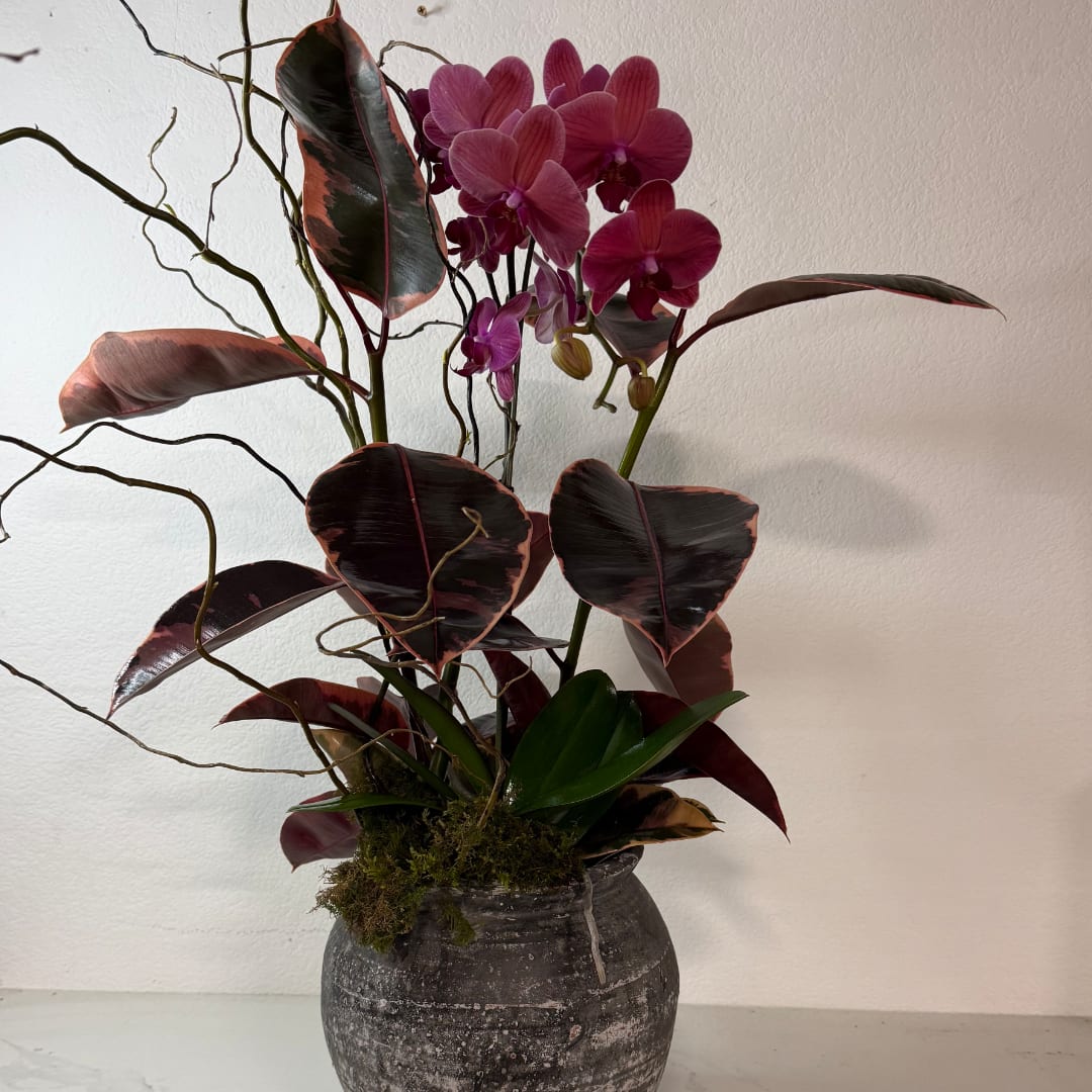 Purple orchids in a dark ceramic vase with broad variegated leaves