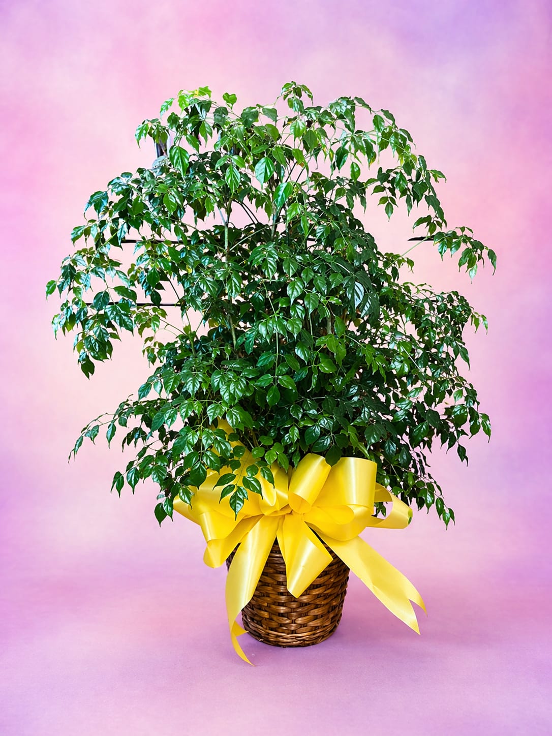 Green Plant - Our highest quality green plant varying in basket sizes with options for a 6 inch, 8 inch, or 10 inch basket.