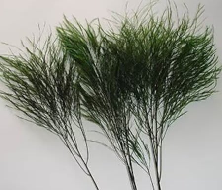 Bundle of feathery green foliage stems against a plain background