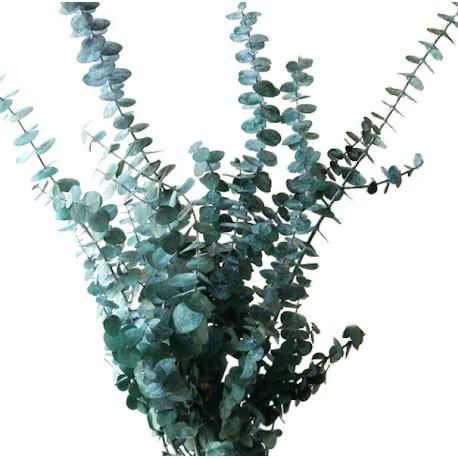 Bundle of blue-green eucalyptus stems fanned out against a white background