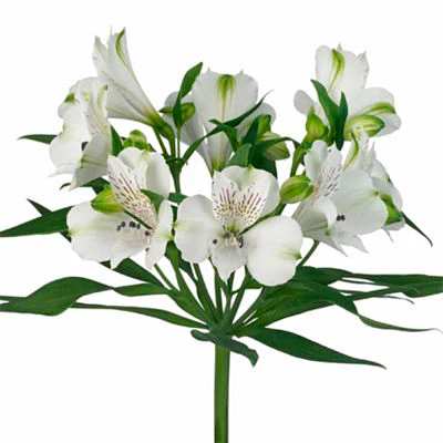 White alstroemeria bouquet with long green leaves