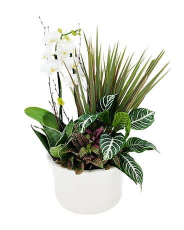 White orchid and assorted tropical plants in a white pot