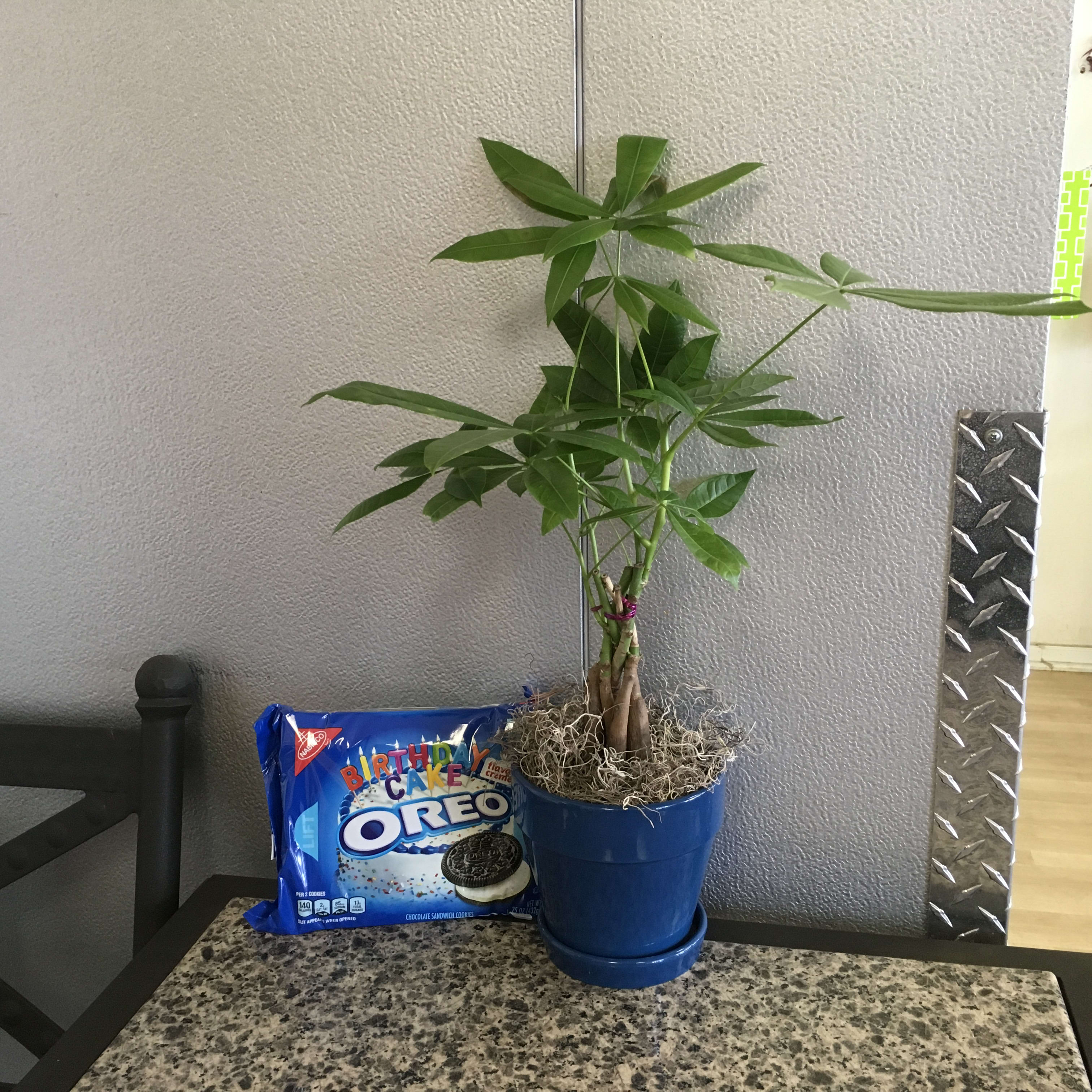 Potted green plant beside a package of Oreo cookies