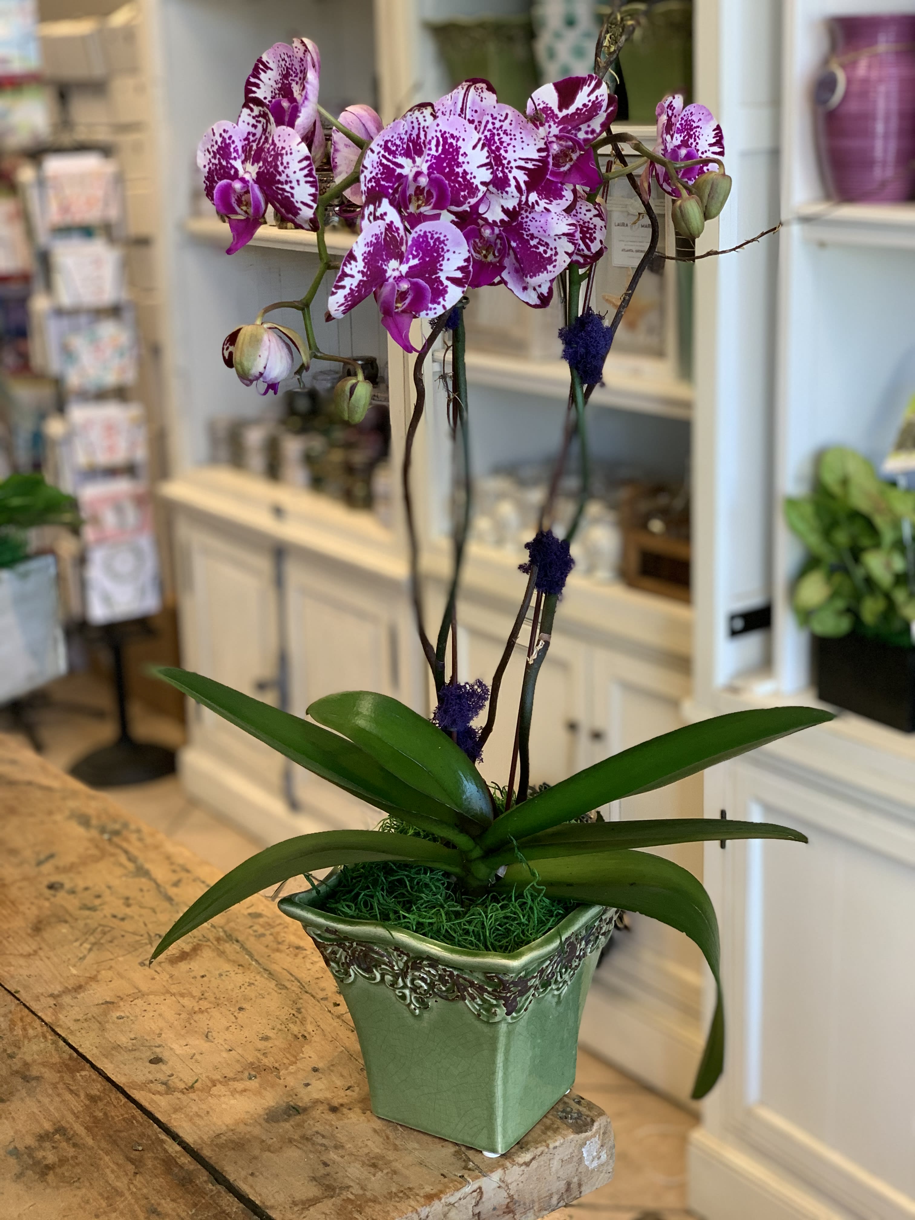 Potted magenta and white speckled orchids in a green ceramic planter on a wooden table