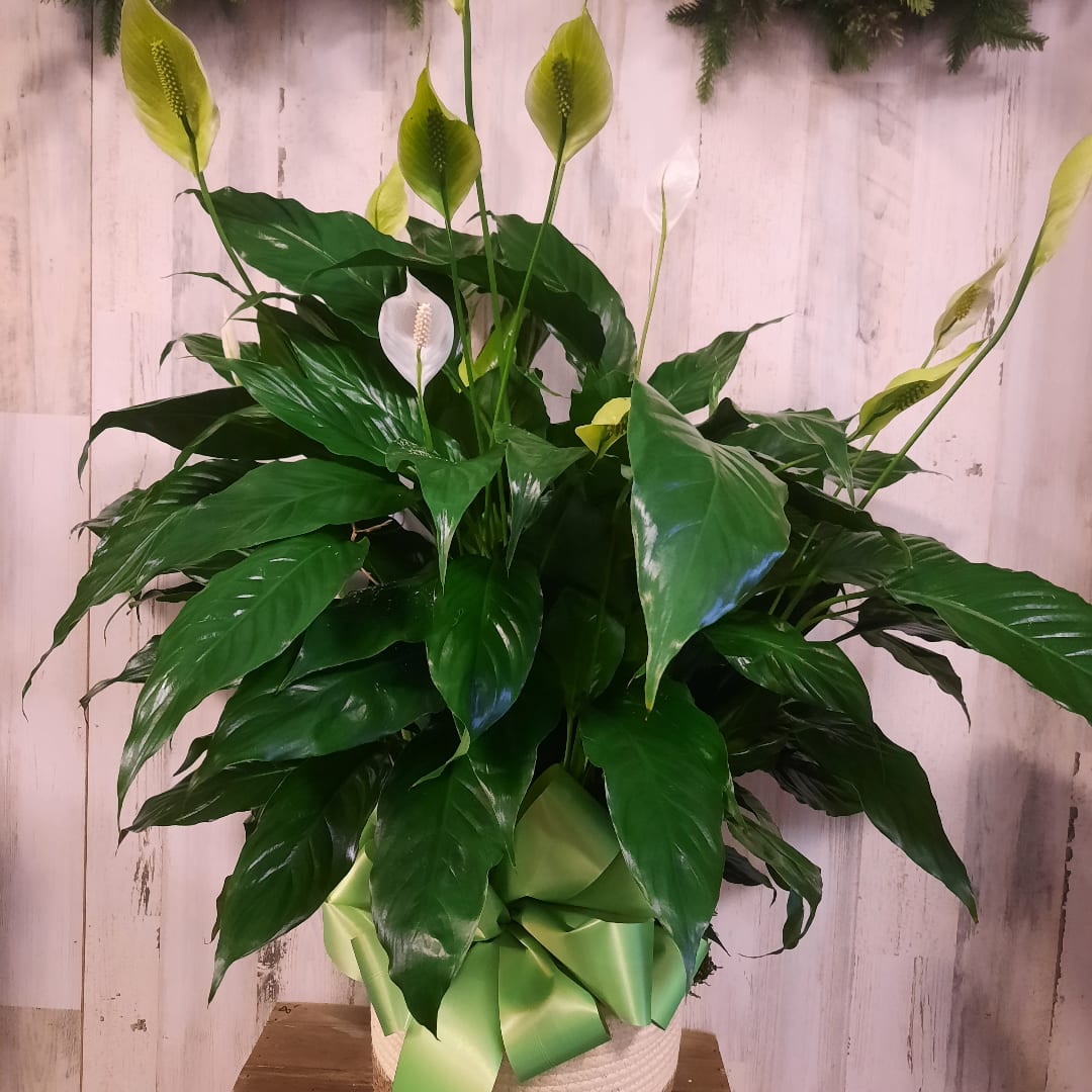 Potted peace lily with white blooms and a green ribbon bow