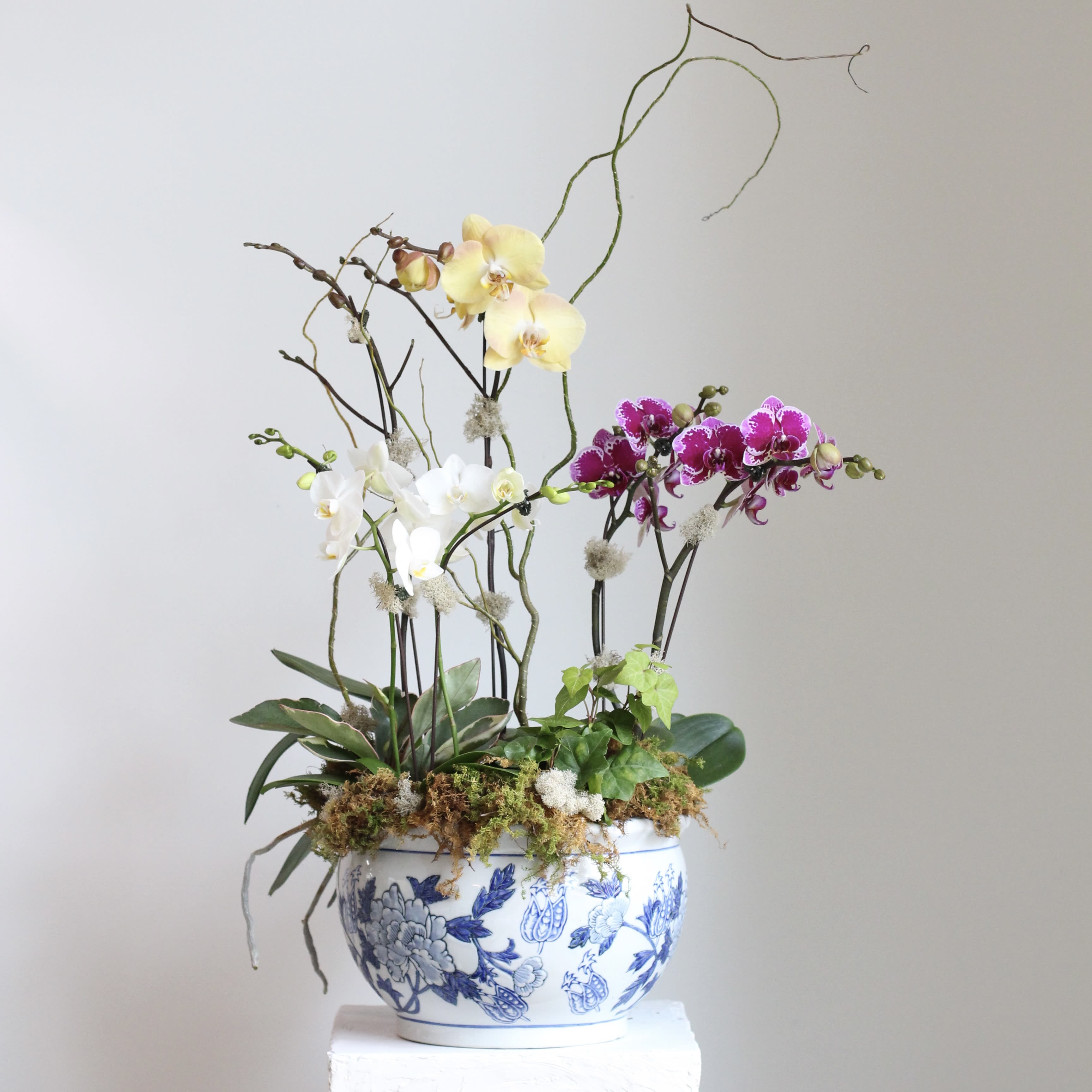 Orchid arrangement in a blue-and-white ceramic pot