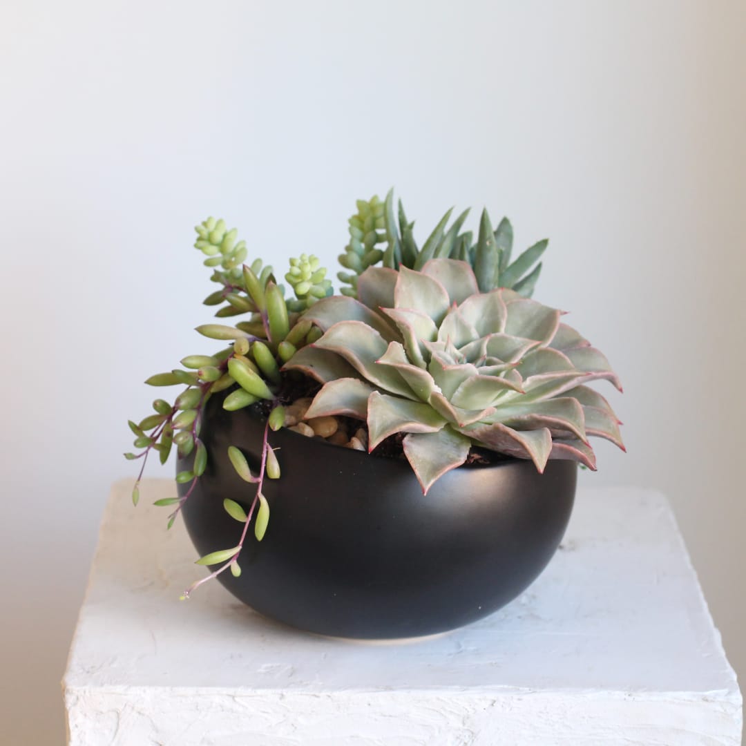 Succulent arrangement in a black bowl planter
