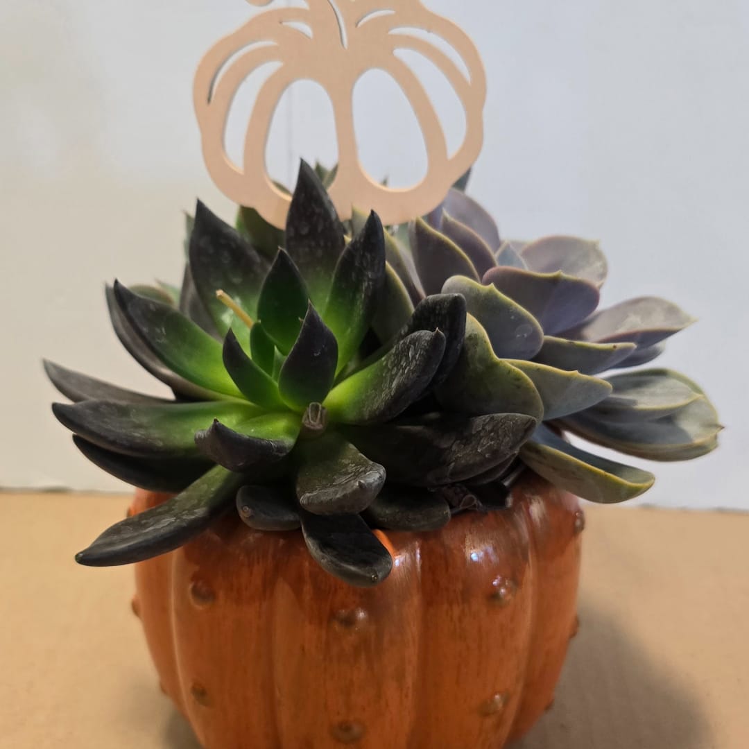 Succulent arrangement in a pumpkin-shaped container with a decorative topper