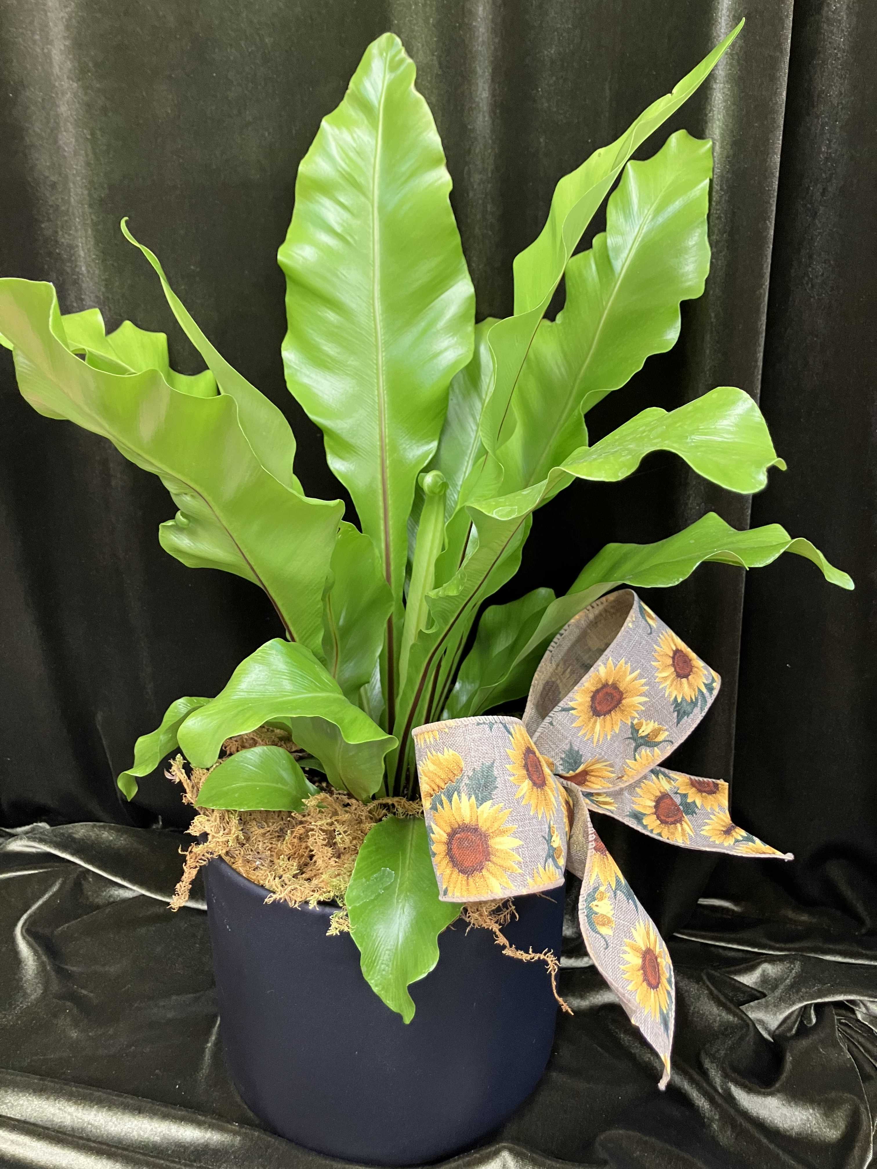 Potted green fern-like plant in a dark container with a sunflower ribbon