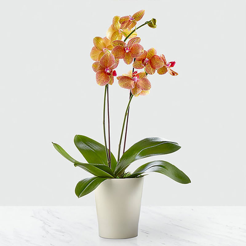 Potted orchid with orange and pink blooms in a white planter