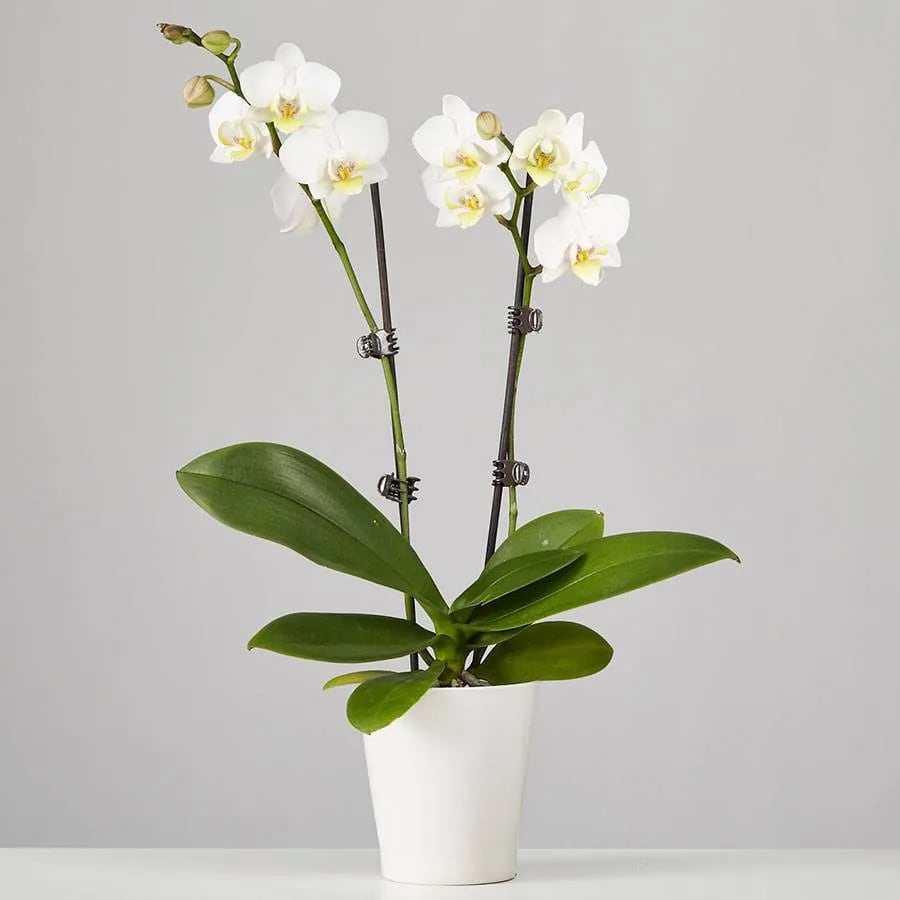 Double Spiked White Orchid - White orchid plant. Approximately 18" H x 6" W. Orchid Care: Light- Keep indoors in bright, indirect light. Temp- Maintain 65-80 F. Water-  Once per week. Submerge the entire pot in water for 5 minutes, then allow to drain.