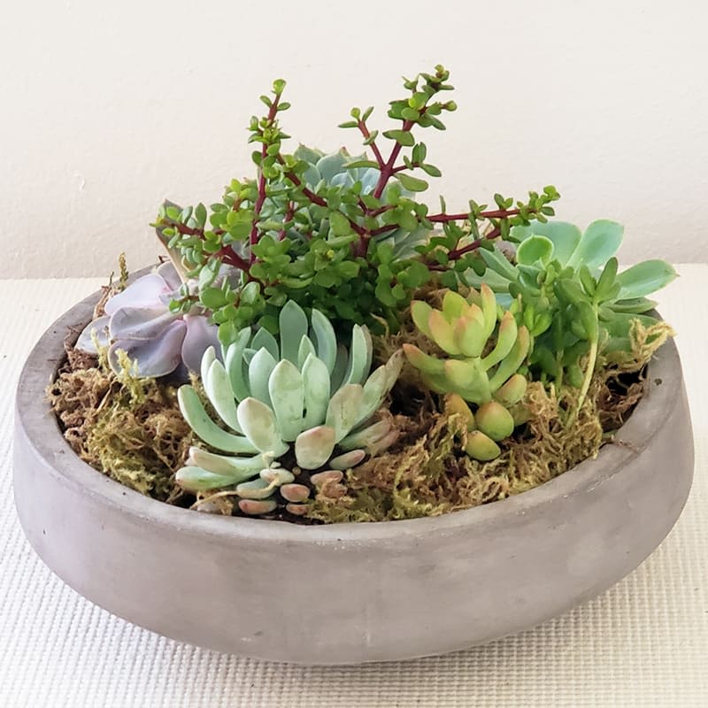 Succulent arrangement in a shallow round bowl with moss