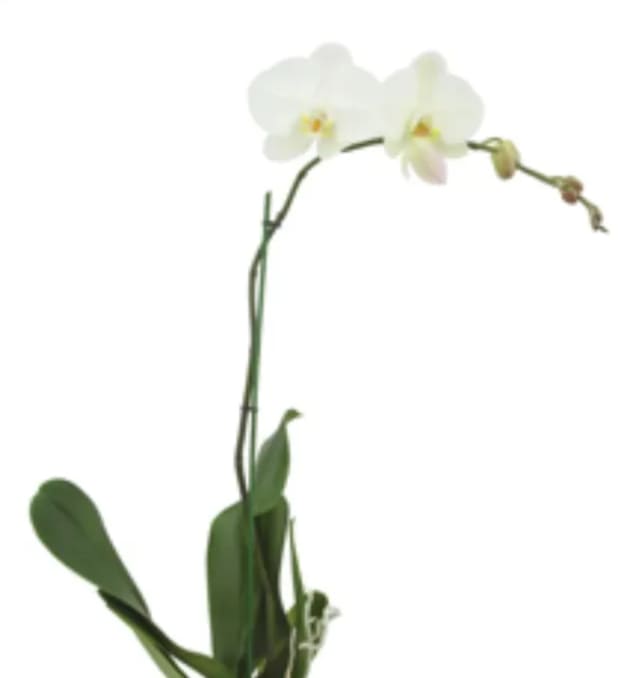 White orchid stem with two blooms and green leaves