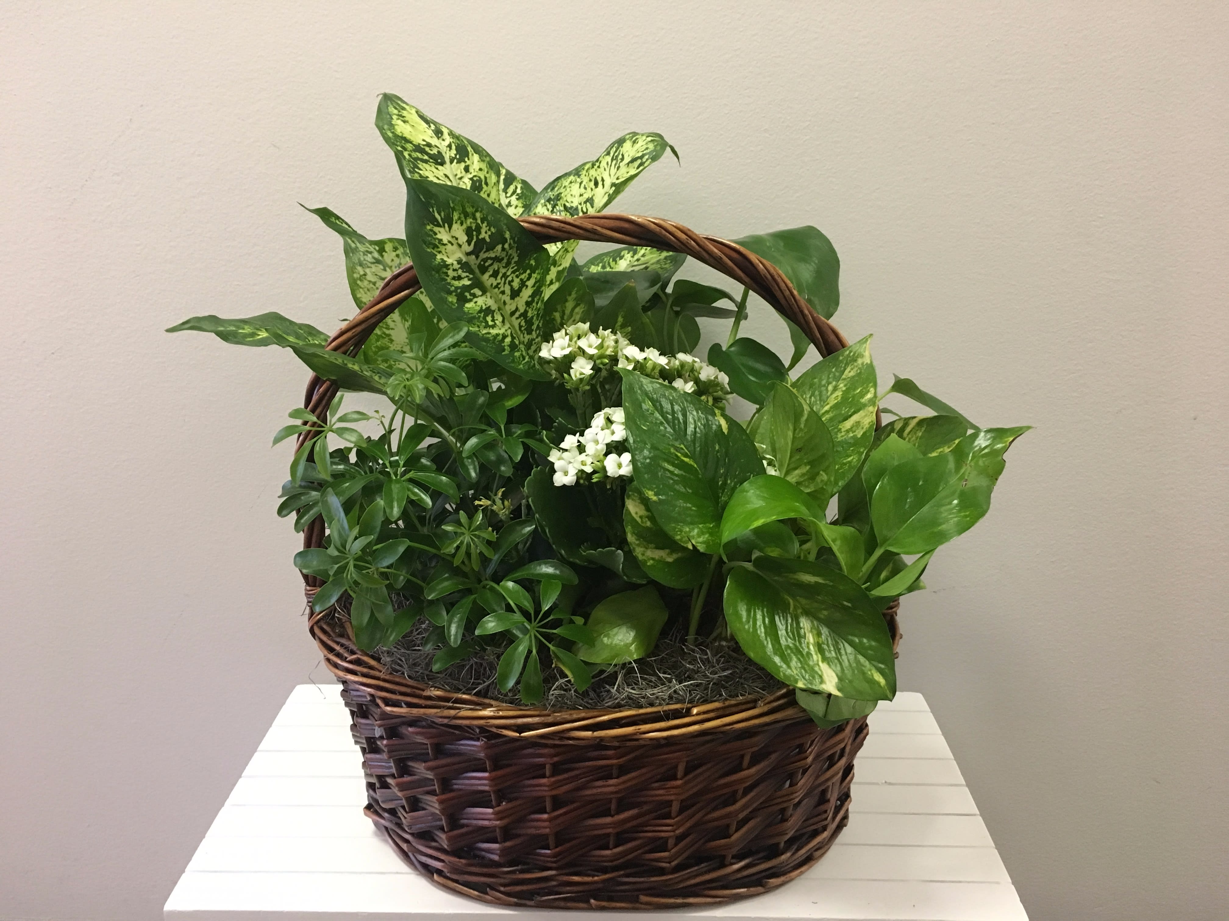 Basket of assorted green houseplants with small white flowers