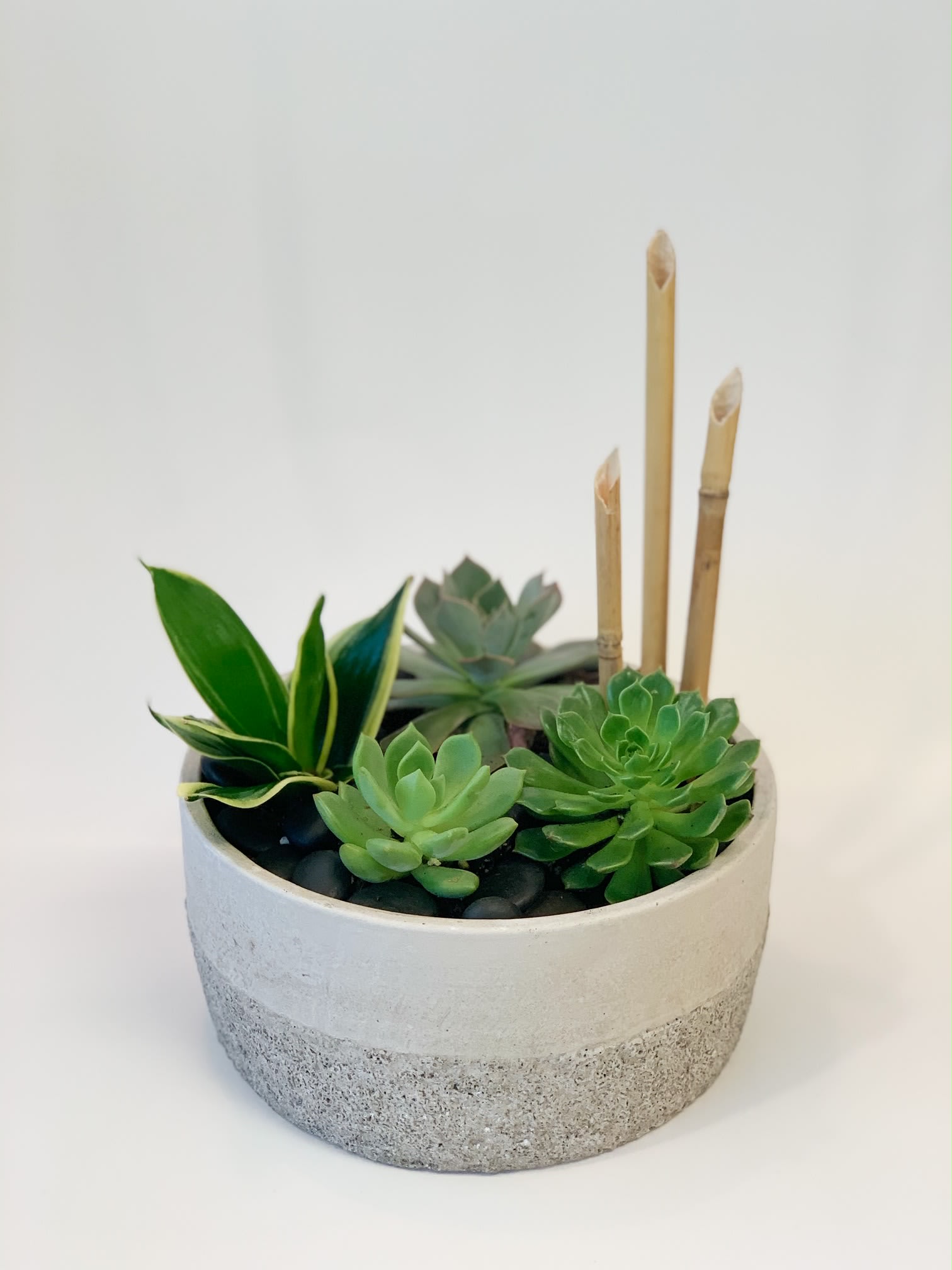 Modern Succulent Garden  - This modern textured cement container is full of seasonal succulents. Succulents are easy to care for and bring a modern touch of serenity to any apartment, home or office, gift giving or any occasion!  ** Plant material and container may vary based on availability**