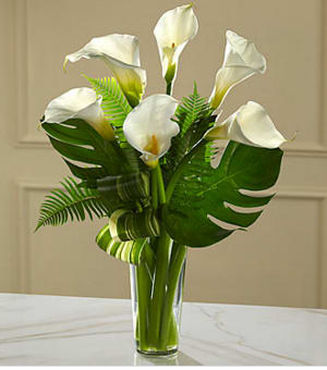 The FTD® Always Adored™ Calla Lily Bouquet - Elegant, dramatic, understated and sophisticated. This simple bouquet of white calla lilies is bound to make a big impact celebrating a very special life. When it is time to pay tribute to someone who's left behind memories of a big life well-lived, this arrangement does so, and with a rare eloquence. The sleek, sculptural white calla lilies open against a background of sword fern fronds and other greens arranged in a clear glass French vase. Appropriate for a wake, funeral service or to console grieving family or friends at home.  Your purchase includes a complimentary personalized gift message.