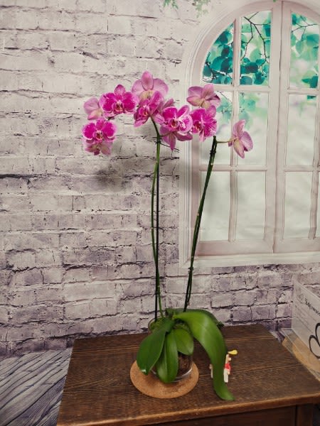 Potted pink orchid plant with tall stems and blooms