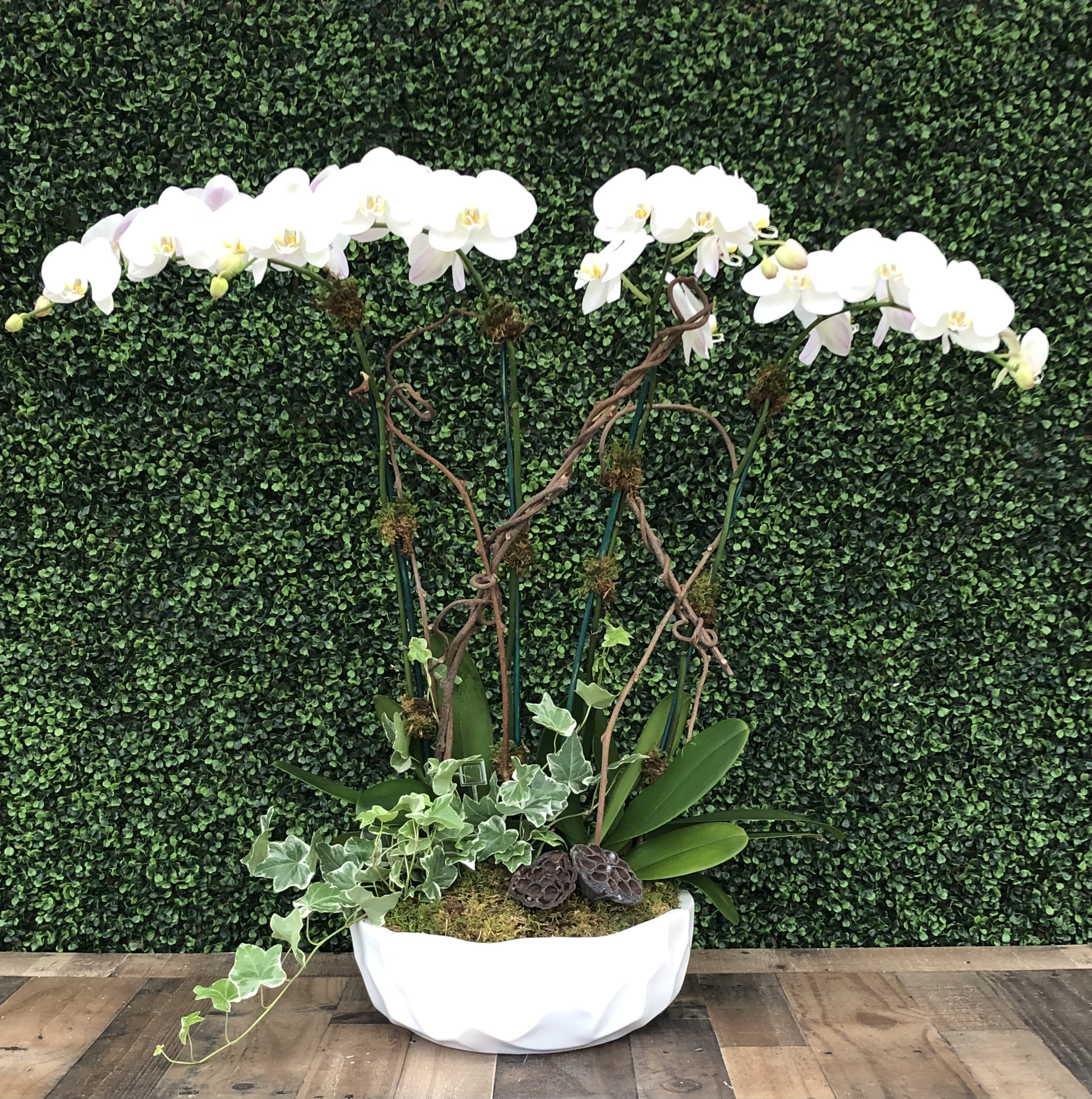 White orchid arrangement in a white bowl planter with trailing ivy
