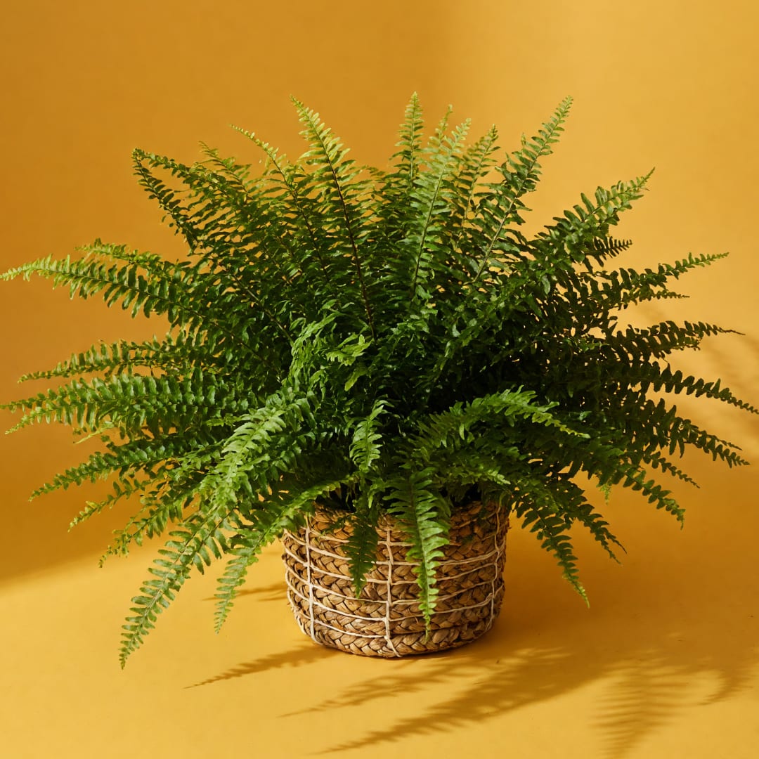 Potted fern in a woven basket planter on a yellow background