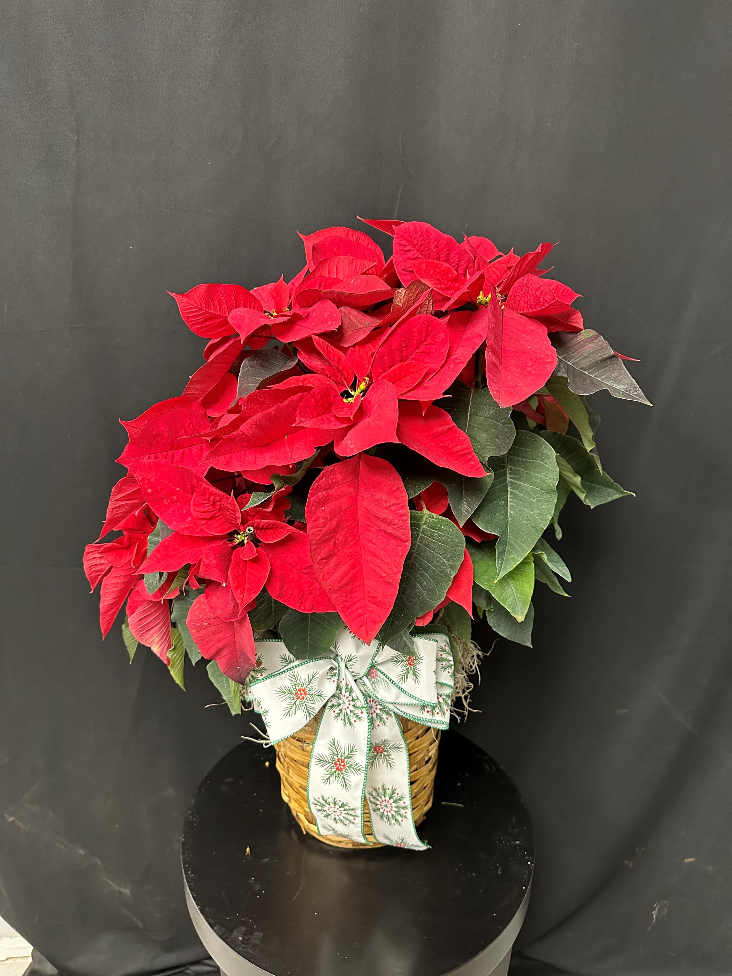 Poinsettia - Bring timeless holiday cheer into any space with our Poinsettia Wonderland, a festive favorite that celebrates the magic of the season. This lush red poinsettia is full and vibrant, showcasing richly layered bracts in a brilliant Christmas red. It’s presented in a natural woven basket and finished with a charming plaid holiday bow, adding warmth and rustic elegance to your décor.  Perfect for gifting, decorating your home, brightening an office, or spreading seasonal joy, this classic poinsettia offers a cheerful pop of color that instantly feels like Christmas. A beautiful, effortless way to celebrate the holidays!