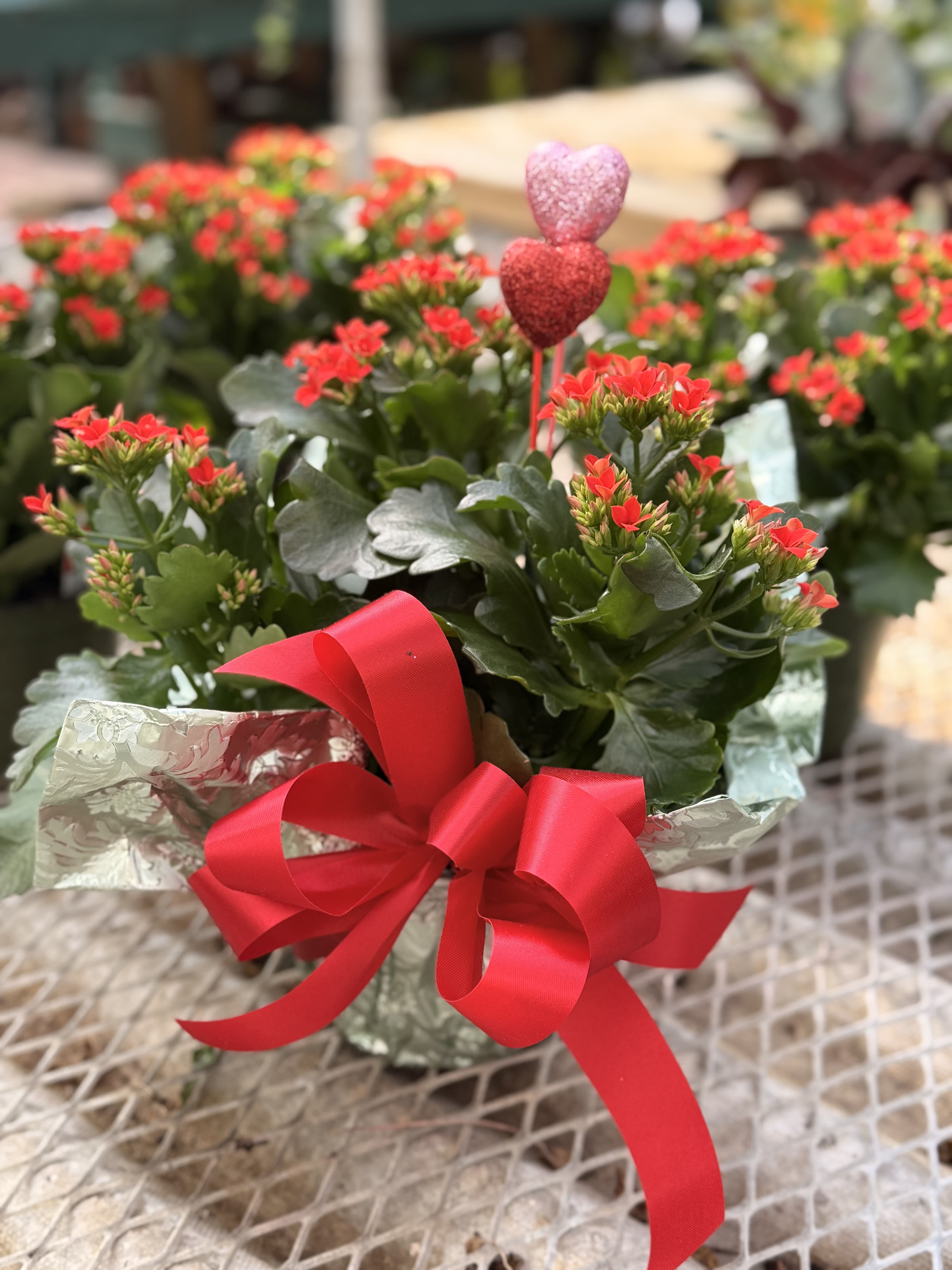 Calandiva Plant Red - Red Calandiva Plant, foil wrapped with a bow 