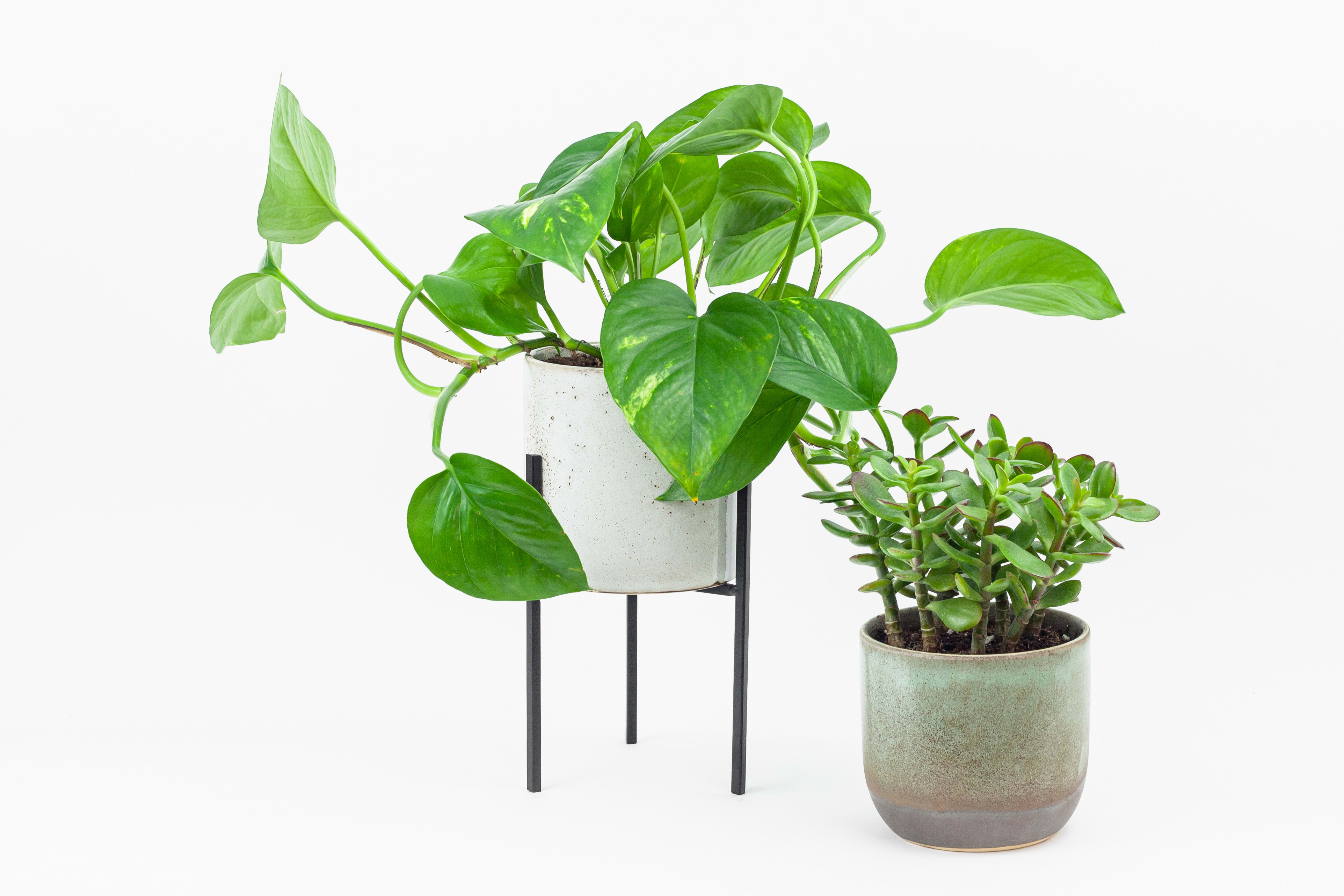 Two potted houseplants, one on a stand and one in a ceramic pot
