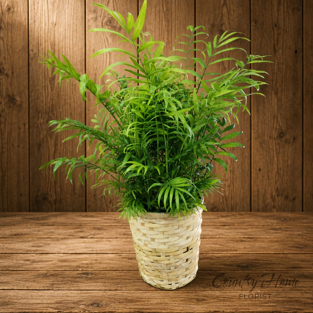 Potted green palm plant in a woven basket