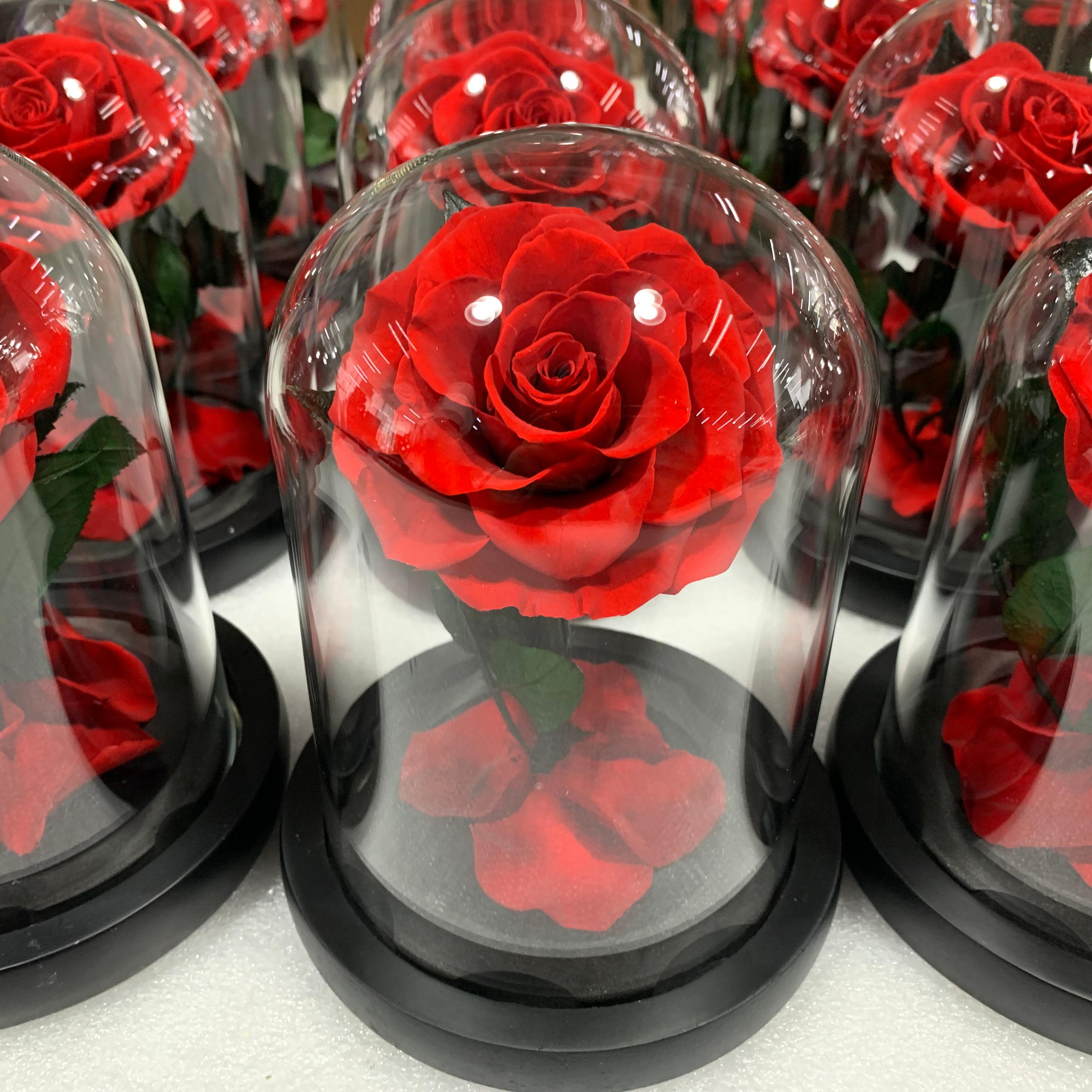 Red rose under a clear glass dome on a black base