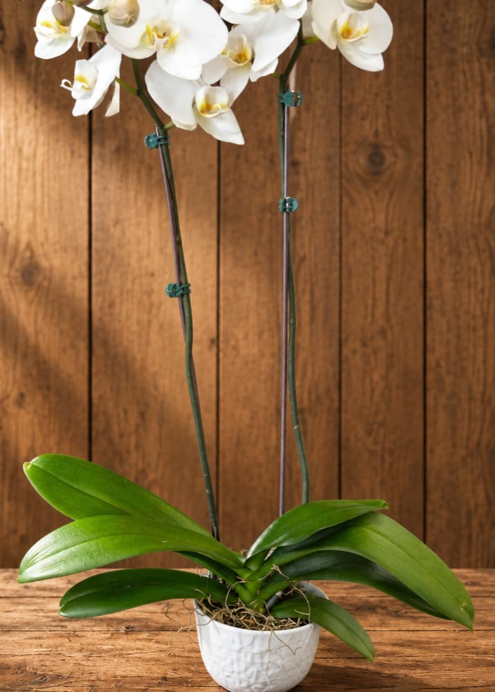 White orchid plant in a white pot on a wooden surface