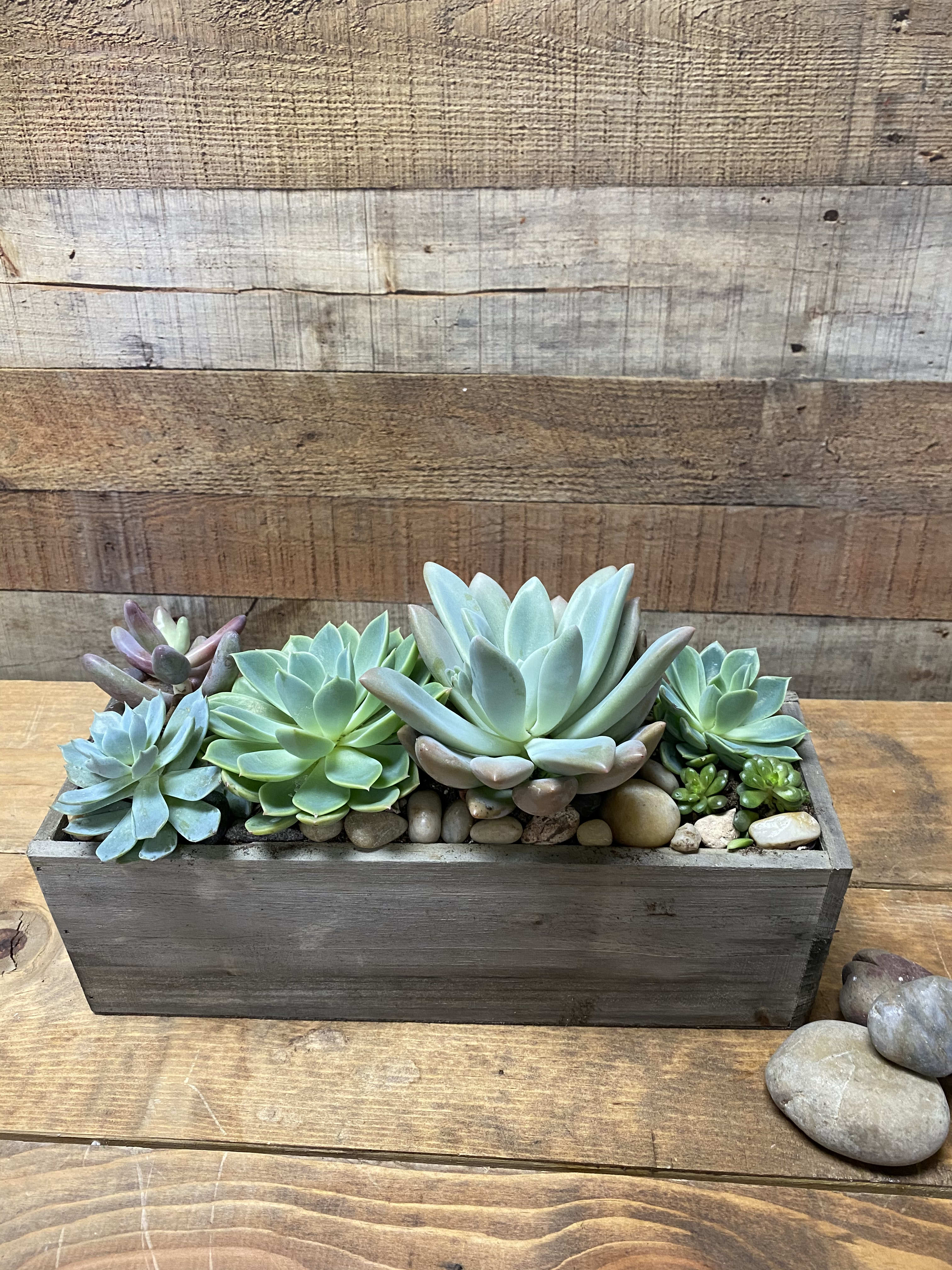 Succulent arrangement in a rectangular wooden planter with decorative stones