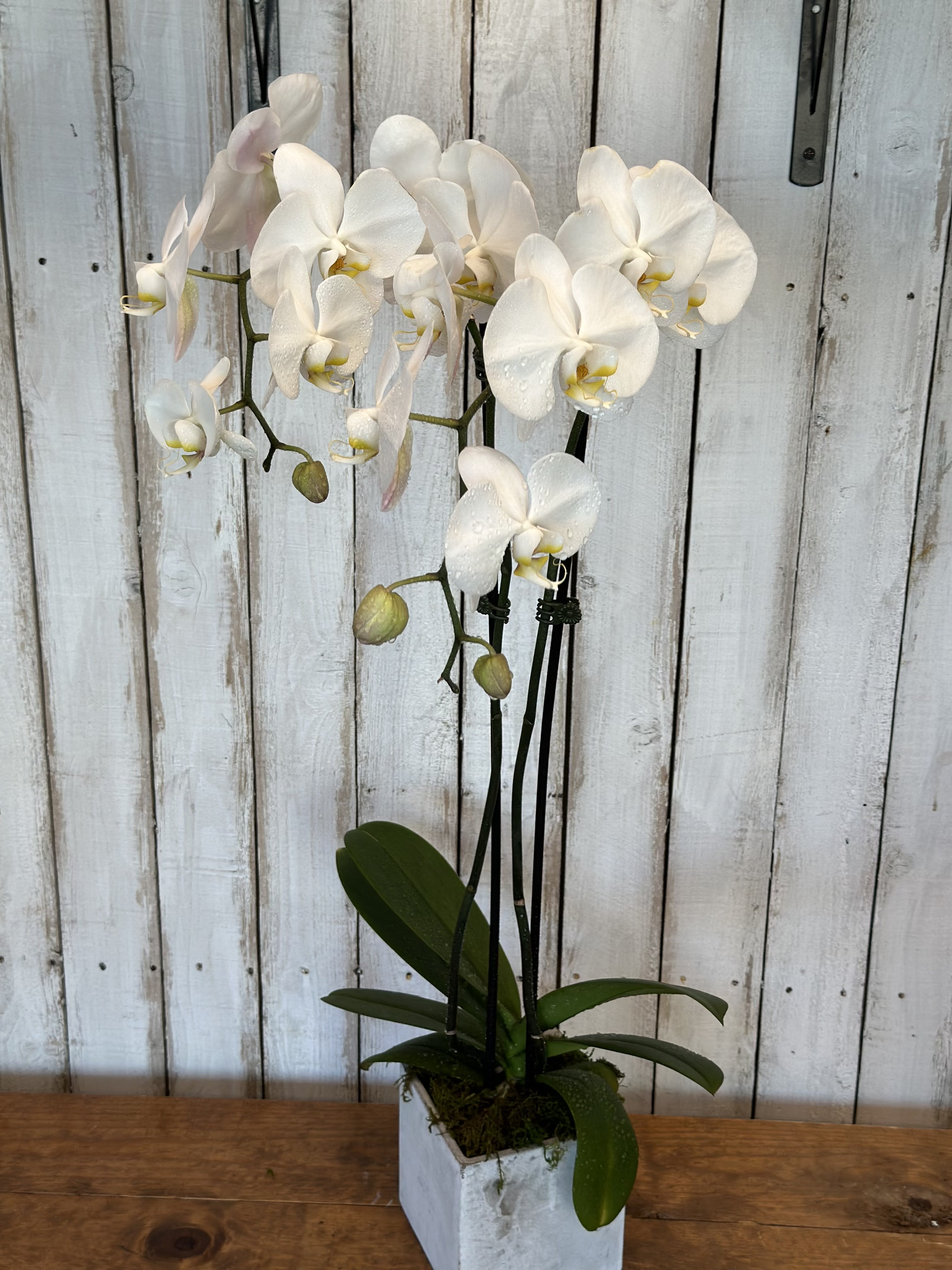 White orchid plant in a square white pot