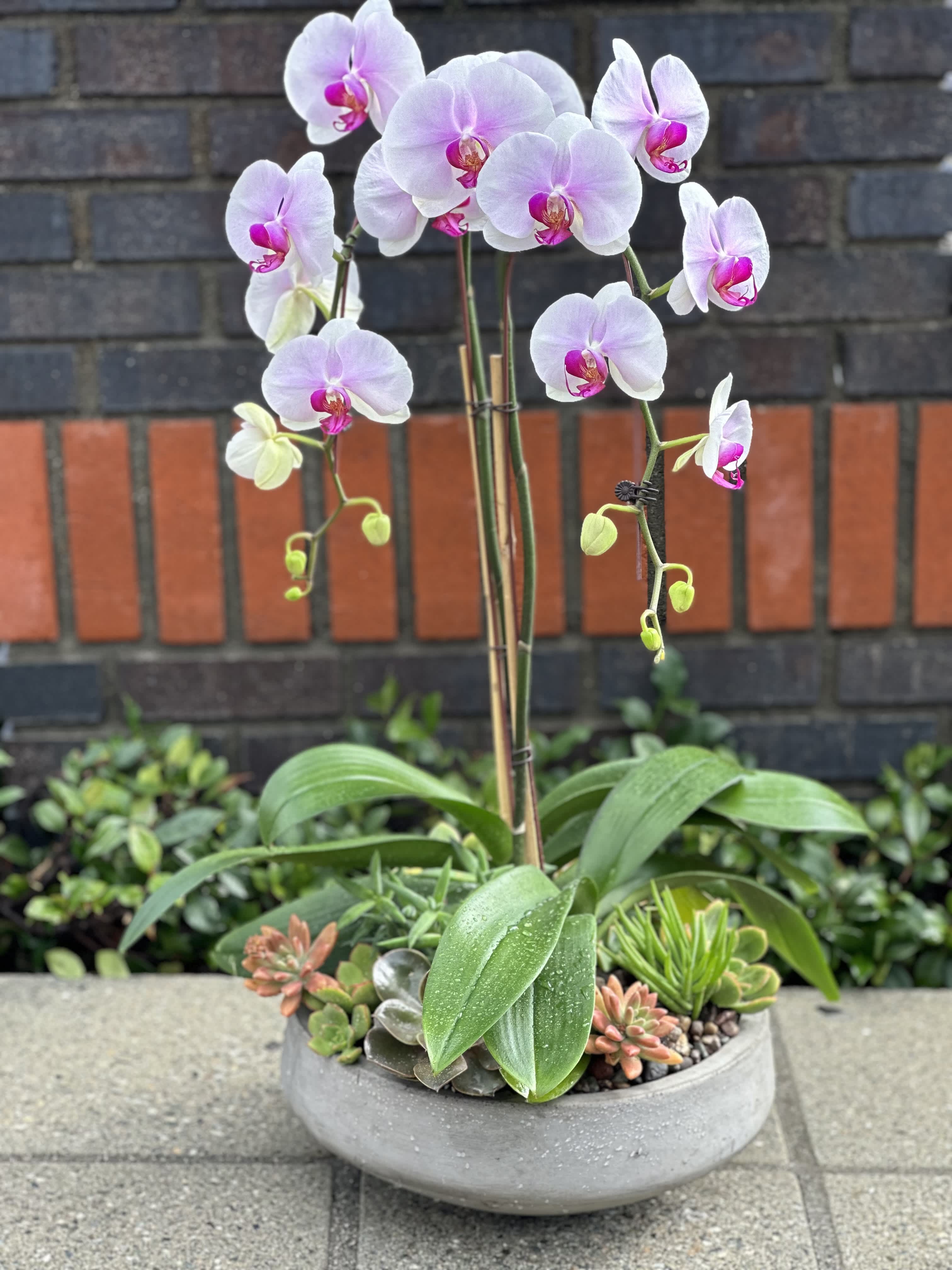 Potted orchid with pale pink blooms and succulents in a shallow gray planter