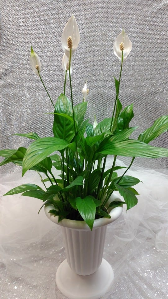 White peace lilies in a tall white pedestal vase