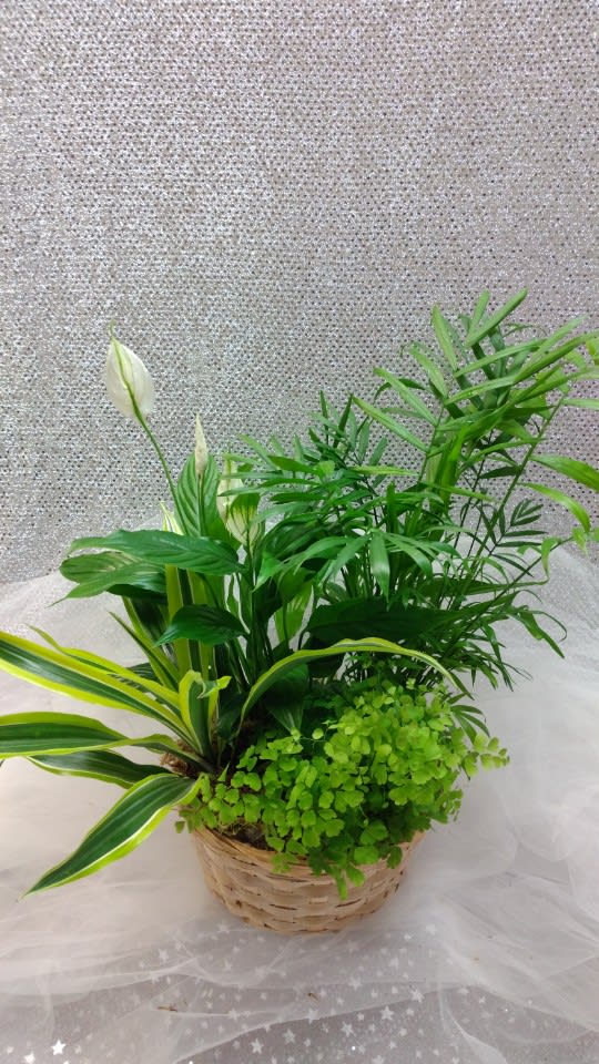 Potted green plant arrangement with white blooms in a woven basket
