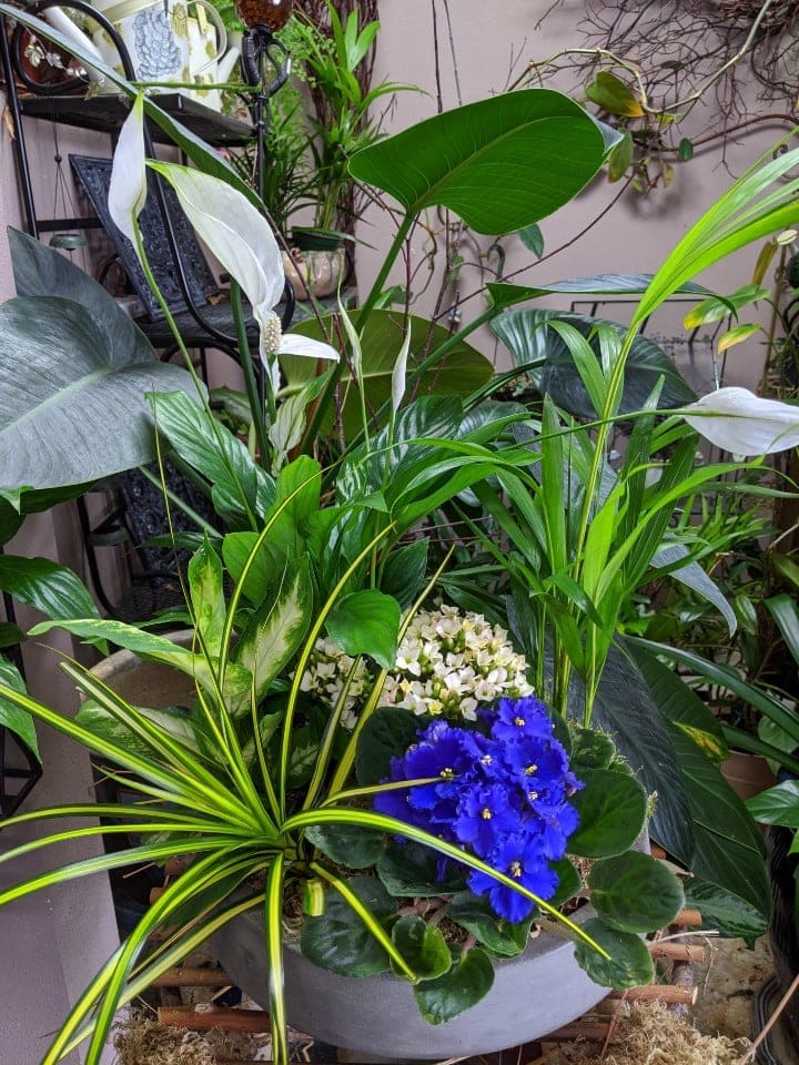 Mixed potted plants with white peace lilies and blue violets