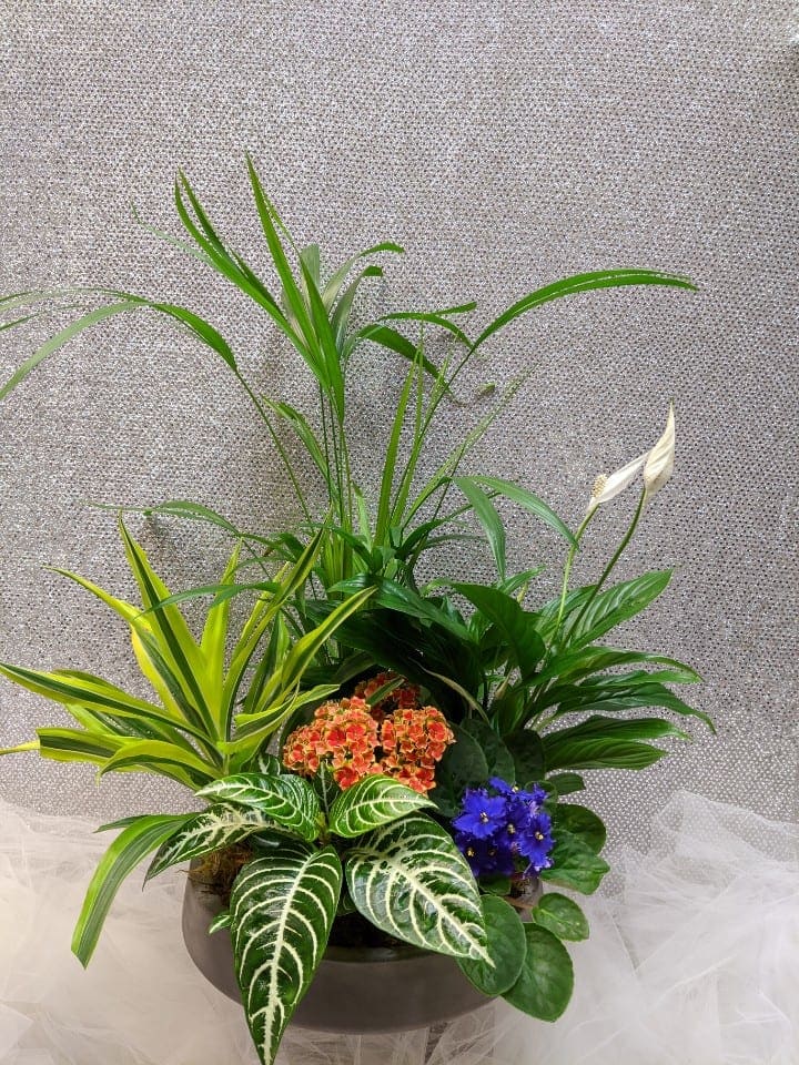 Mixed potted plant arrangement with white blooms in a dark container